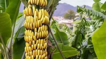 أسعار الموز في الأسواق المحلية: تعدد في الأصناف وتباين في الأسعار